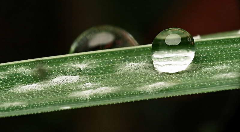 gouttes de pluie-06.jpg